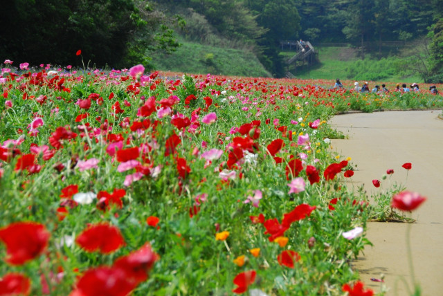 くりはま花の国